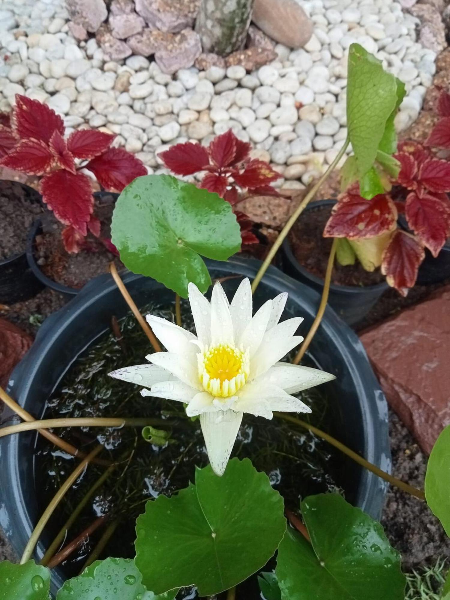 Tum Mai Kaew Lanta 3* Ko Lanta